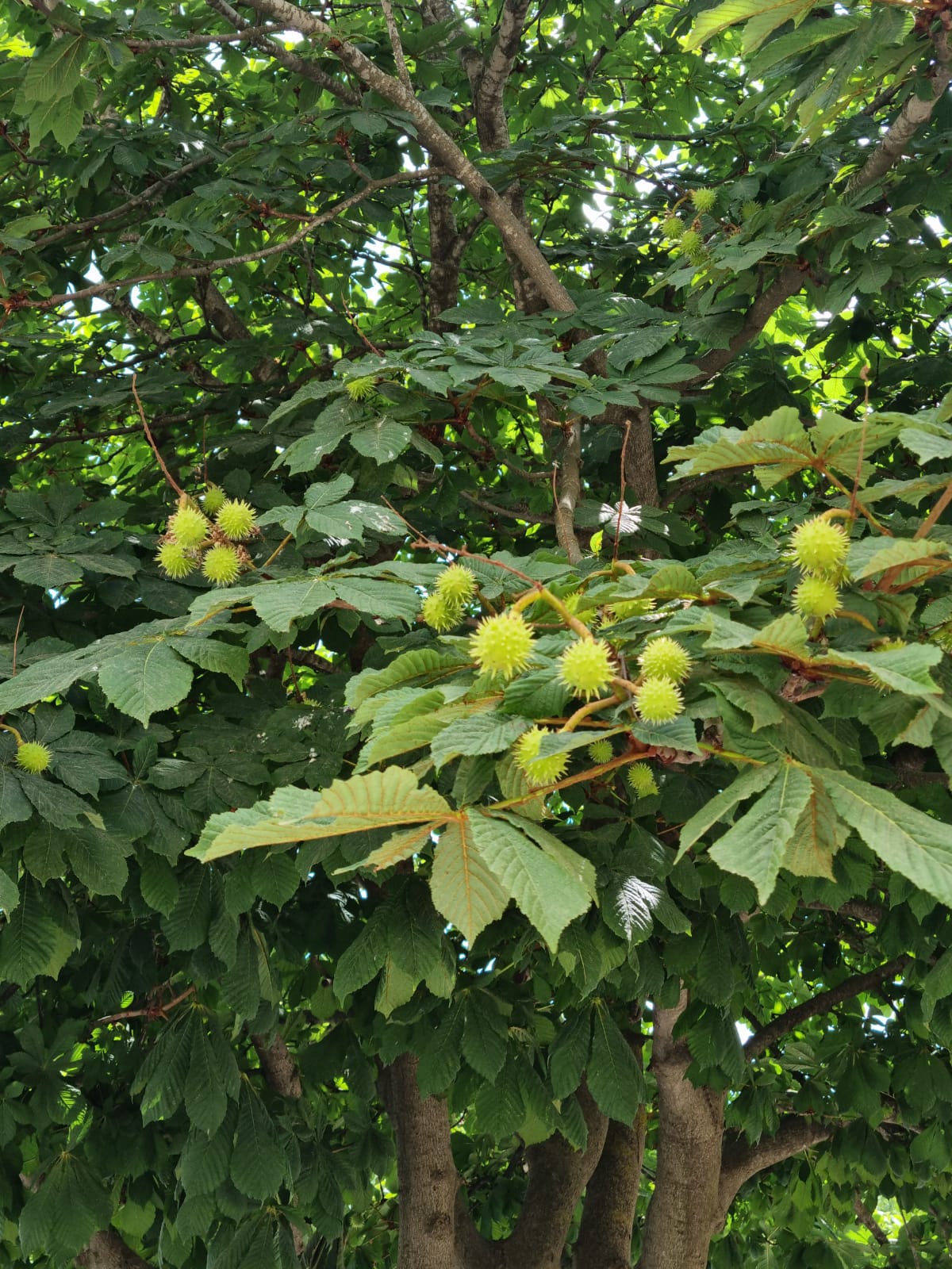 WhatsApp Image 2022-06-26 at 3.29.49 PM (3).jpeg